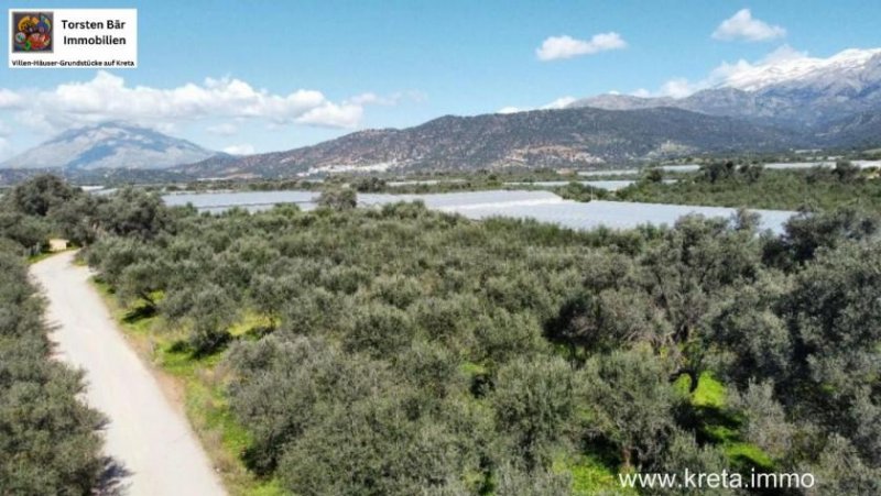 Timbaki Kreta, Timpaki Olivenhain mit ca. 100 Olivenbäumen zu verkaufen Grundstück kaufen